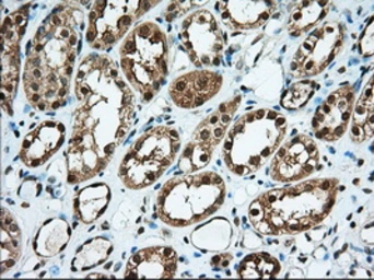 Anti-USP5 antibody [2H5] used in IHC (Paraffin sections) (IHC-P). GTX83430