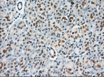 Anti-USP5 antibody [2H5] used in IHC (Paraffin sections) (IHC-P). GTX83430