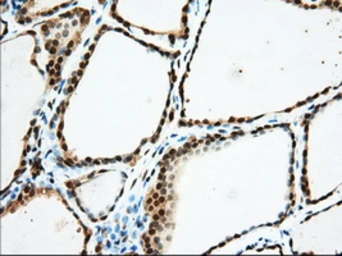 Anti-USP5 antibody [2H5] used in IHC (Paraffin sections) (IHC-P). GTX83430