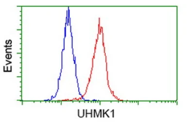 Anti-UHMK1 antibody [2D3] used in Flow cytometry (FCM). GTX83439
