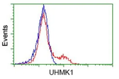 Anti-UHMK1 antibody [2D3] used in Flow cytometry (FCM). GTX83439
