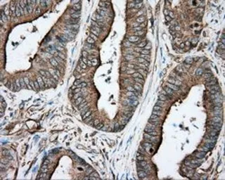Anti-alpha Tubulin 8 antibody [2G6] used in IHC (Paraffin sections) (IHC-P). GTX83462