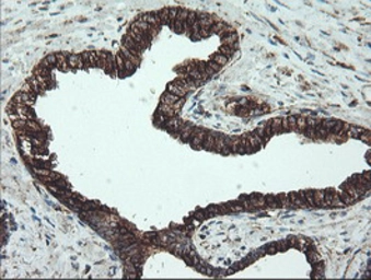 Anti-alpha Tubulin 8 antibody [2G6] used in IHC (Paraffin sections) (IHC-P). GTX83462