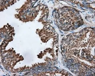 Anti-alpha Tubulin 8 antibody [2G6] used in IHC (Paraffin sections) (IHC-P). GTX83462