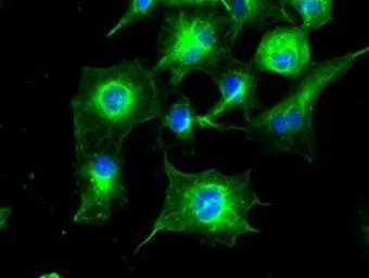 Anti-alpha Tubulin 8 antibody [2G6] used in Immunocytochemistry/ Immunofluorescence (ICC/IF). GTX83462
