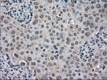 Anti-TMEM100 antibody [1F8] used in IHC (Paraffin sections) (IHC-P). GTX83507