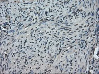 Anti-TMEM100 antibody [1F8] used in IHC (Paraffin sections) (IHC-P). GTX83507