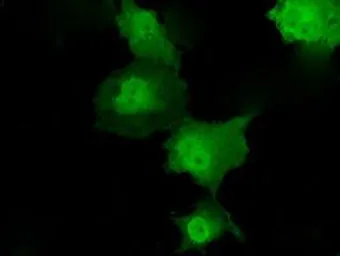 Anti-Transketolase antibody [5H3] used in Immunocytochemistry/ Immunofluorescence (ICC/IF). GTX83510