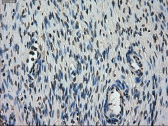 Anti-STK39 antibody [3C12] used in IHC (Paraffin sections) (IHC-P). GTX83541