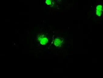 Anti-STK39 antibody [3C12] used in Immunocytochemistry/ Immunofluorescence (ICC/IF). GTX83541