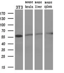 Anti-STK3 antibody [4G10] used in Western Blot (WB). GTX83546