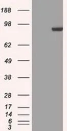 Anti-STAT1 antibody [4H9] used in Western Blot (WB). GTX83552