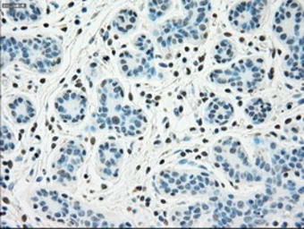 Anti-SSB antibody [9D6] used in IHC (Paraffin sections) (IHC-P). GTX83557