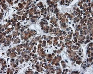 Anti-Serine racemase antibody [9E8] used in IHC (Paraffin sections) (IHC-P). GTX83567
