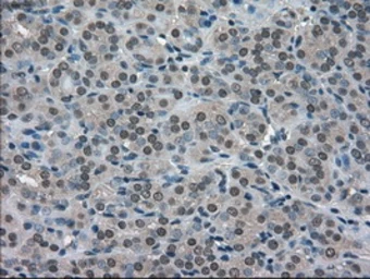 Anti-SOD1 antibody [8B10] used in IHC (Paraffin sections) (IHC-P). GTX83592