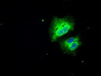 Anti-SLC7A8 antibody [5A9] used in Immunocytochemistry/ Immunofluorescence (ICC/IF). GTX83618