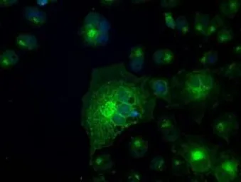 Anti-GLUT5 antibody [20E1] used in Immunocytochemistry/ Immunofluorescence (ICC/IF). GTX83631