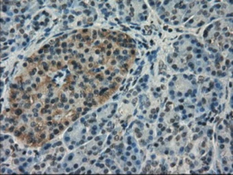 Anti-VMAT2 antibody [9E11] used in IHC (Paraffin sections) (IHC-P). GTX83635