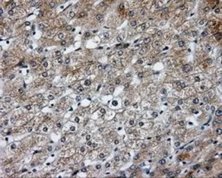 Anti-SIL1 antibody [3E3] used in IHC (Paraffin sections) (IHC-P). GTX83642