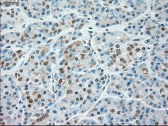 Anti-SIGLEC9 antibody [8F7] used in IHC (Paraffin sections) (IHC-P). GTX83647