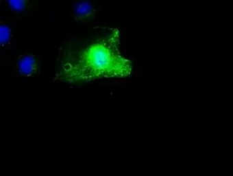Anti-SCYL3 antibody [4F10] used in Immunocytochemistry/ Immunofluorescence (ICC/IF). GTX83676