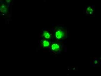 Anti-SATB1 antibody [10G2] used in Immunocytochemistry/ Immunofluorescence (ICC/IF). GTX83684