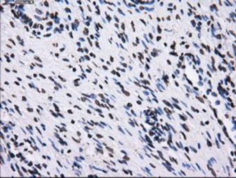 Anti-RPA32 antibody [7C12] used in IHC (Paraffin sections) (IHC-P). GTX83695