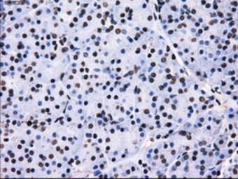 Anti-RPA32 antibody [7C12] used in IHC (Paraffin sections) (IHC-P). GTX83695