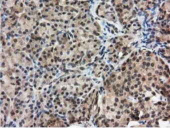 Anti-Ribonuclease Inhibitor antibody [3F11] used in IHC (Paraffin sections) (IHC-P). GTX83696