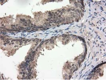 Anti-Ribonuclease Inhibitor antibody [3F11] used in IHC (Paraffin sections) (IHC-P). GTX83696