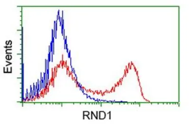 Anti-RND1 antibody [4F12] used in Flow cytometry (FCM). GTX83709