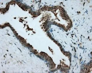 Anti-RDH11 antibody [1B4] used in IHC (Paraffin sections) (IHC-P). GTX83716