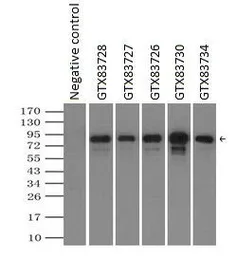 Anti-RALBP1 antibody [6C6] used in Immunoprecipitation (IP). GTX83726