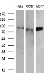Anti-RALBP1 antibody [6C6] used in Western Blot (WB). GTX83726