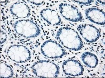 Anti-RAD9A antibody [7B11] used in IHC (Paraffin sections) (IHC-P). GTX83736