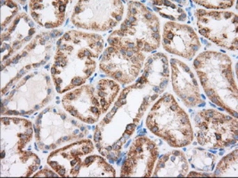 Anti-RAB17 antibody [4E7] used in IHC (Paraffin sections) (IHC-P). GTX83739