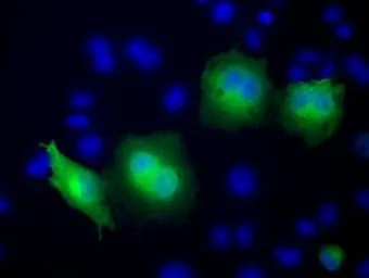 Anti-RAB17 antibody [4E7] used in Immunocytochemistry/ Immunofluorescence (ICC/IF). GTX83739