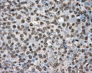 Anti-PTPRE antibody [3D4] used in IHC (Paraffin sections) (IHC-P). GTX83767