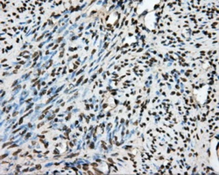 Anti-PTPRE antibody [3D4] used in IHC (Paraffin sections) (IHC-P). GTX83767