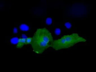 Anti-PSMC3 antibody [1C10] used in Immunocytochemistry/ Immunofluorescence (ICC/IF). GTX83784