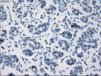 Anti-Prolactin antibody [6B1] used in IHC (Paraffin sections) (IHC-P). GTX83802