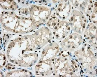 Anti-PRKG1 antibody [9G4] used in IHC (Paraffin sections) (IHC-P). GTX83811