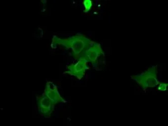 Anti-PRKG1 antibody [9G4] used in Immunocytochemistry/ Immunofluorescence (ICC/IF). GTX83811