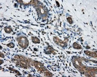 Anti-PKA R2 antibody [4A3] used in IHC (Paraffin sections) (IHC-P). GTX83825
