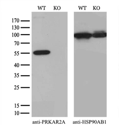Anti-PKA R2 antibody [4A3] used in Western Blot (WB). GTX83825