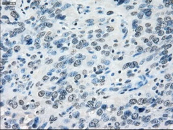 Anti-PPP5C antibody [3G1] used in IHC (Paraffin sections) (IHC-P). GTX83836