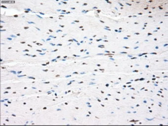 Anti-PPP5C antibody [3G1] used in IHC (Paraffin sections) (IHC-P). GTX83836