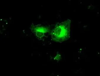 Anti-PPP5C antibody [3G1] used in Immunocytochemistry/ Immunofluorescence (ICC/IF). GTX83836