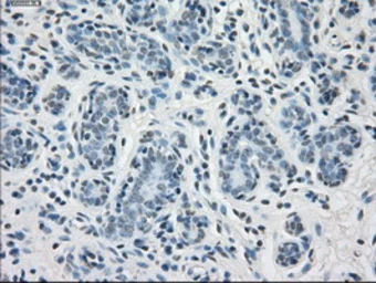 Anti-PPP5C antibody [5G5] used in IHC (Paraffin sections) (IHC-P). GTX83840