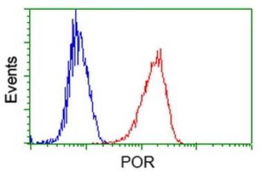 Anti-POR antibody [6C4] used in Flow cytometry (FCM). GTX83854